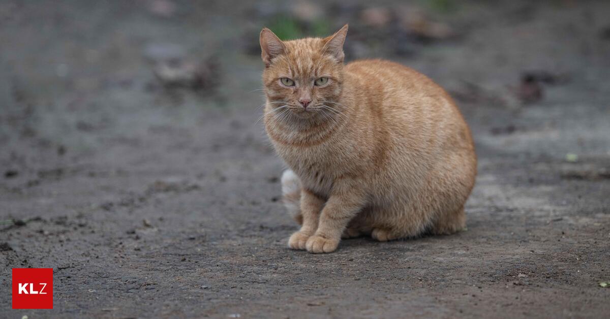 Zeugen-gesucht-Katze-mit-Luftdruckgewehr-schwer-verletzt