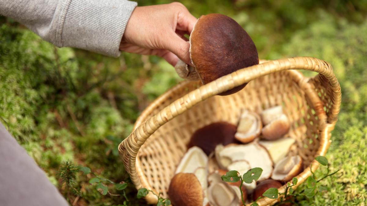 Eierschwammerl, Bovisten und Trompetenröhrlinge sind äußerst beliebt