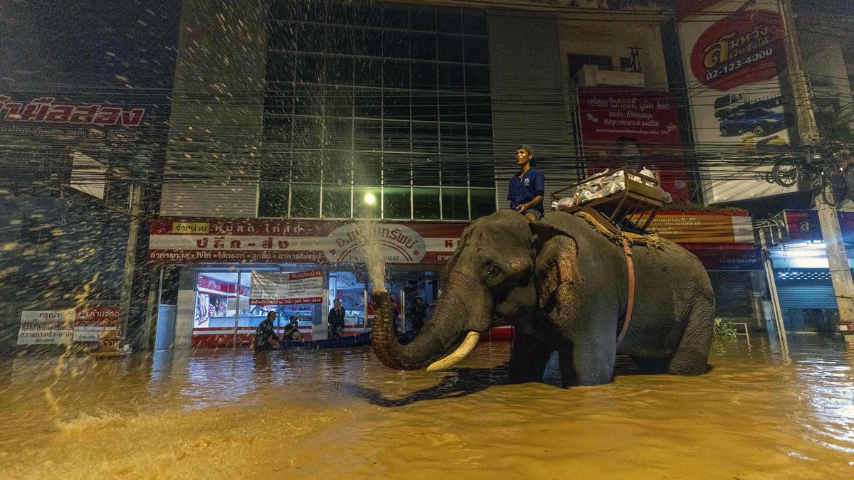 Da schauten viele verdutzt: Ein Mönch hat sich mit zwei Elefanten und jeder Menge Hilfsgüter durch das Hochwasser in Chiang Mai gekämpft. 