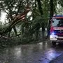 Die Feuerwehr Mureck mussten etliche entwurzelte und abgerissene Bäume bergen