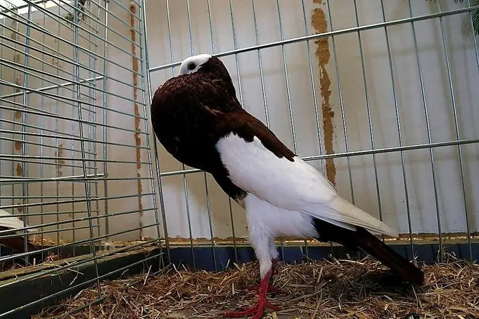 Die teils auch exotisch anmutenden Tiere sorgten auch bei den Besuchern für Staunen und Bewunderung