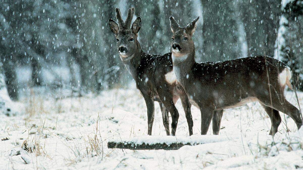 Das Wild befindet sich derzeit eigentlich in einer Ruhephase