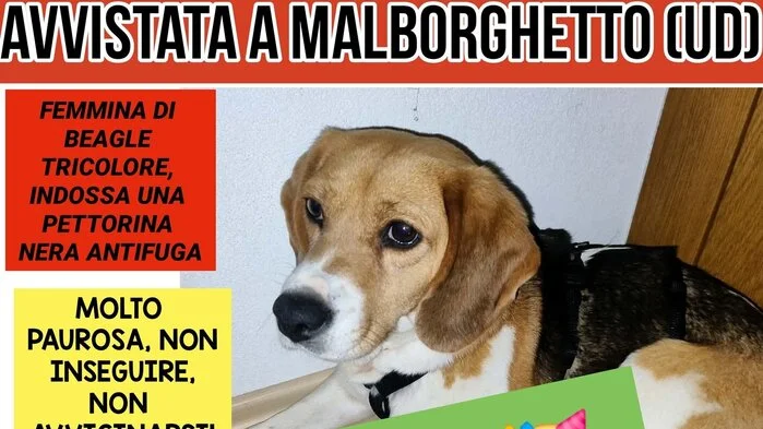 Der Aufruf mit der Bitte, sich bei Sichtungen der Hündin zu melden