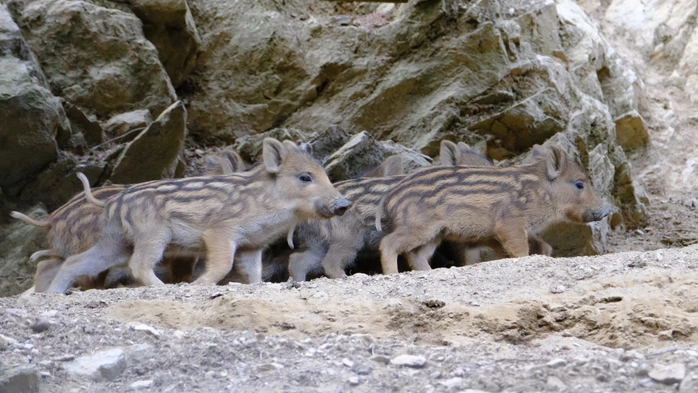 Es wuselt im Wildschweingehege: Zahlreiche Frischlinge beginnen, ihr felsiges Revier im Wildpark Assling zu erkunden