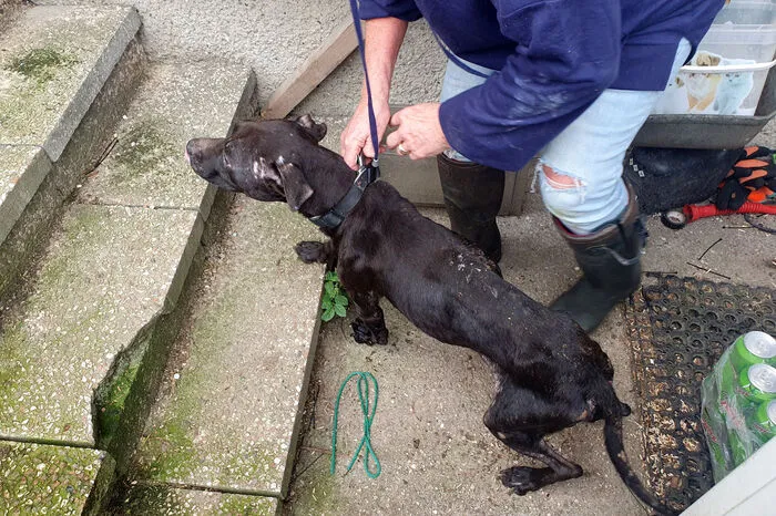 Vermutet wird, dass die ausgehungerten Hunde bei illegalen Hundekämpfen auch eingesetzt wurden. Die Tiere wurden offenbar auch misshandelt, so die Polizei.