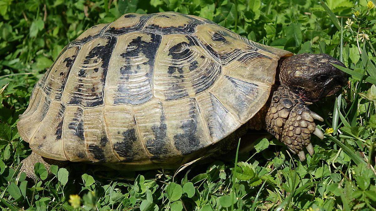 Die Schildkröte bleibt trotz Suchaktion der Feuerwehr verschwunden (Archivbild)