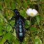 Die Käfer werden bis zu 35 Millimeter lang. Der Chitinpanzer glänzt am gesamten Körper schwarzblau