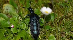 Die Käfer werden bis zu 35 Millimeter lang. Der Chitinpanzer glänzt am gesamten Körper schwarzblau