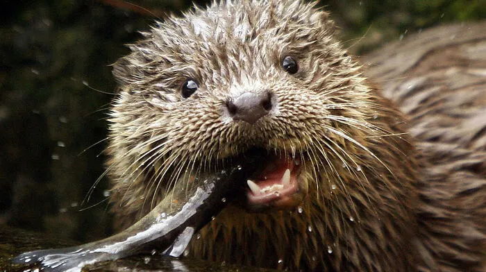 Nach Graureiher, Kormorane und Gänsesäger macht den Fischern jetzt auch der Fischotter das Leben schwer