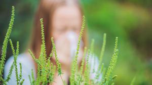 Pollen: Eine „katastrophale Saison“ ist zu Ende  | Pollen: Eine „katastrophale Saison“ ist zu Ende 