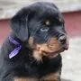 Rottweiler sind treue Gefährten