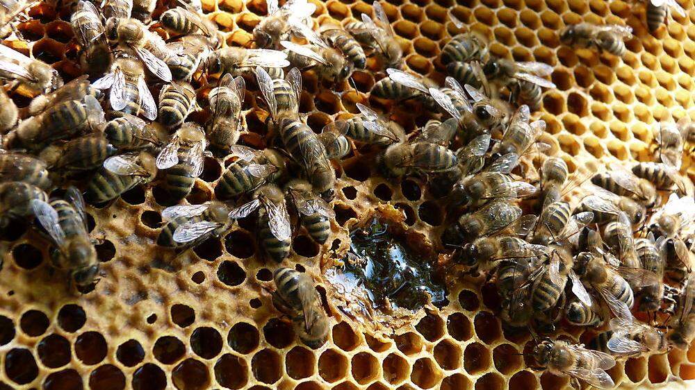 Der Honig ist bereit zum Ernten