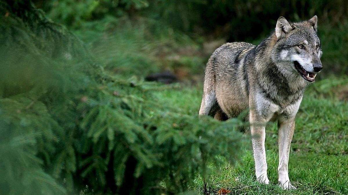 Die Bauern befürchten, dass der Wolf auf die Alm zurückkehren wrid