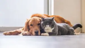 Golden retriever and British short hair cat