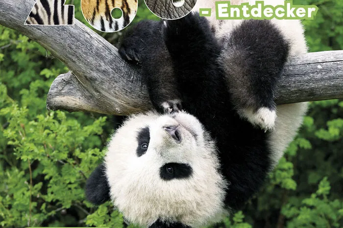 Das Buch bietet tierisches Wissen, Rätselspaß und entzückende Fotos. Warum machen Pandas einen Handstand? Wie kommt der Bambus in den Zoo? Der kleine Zoo-Entdecker beantwortet spannende Fragen rund um das Leben der bedrohten Pandabären im Zoo und in ihrer Heimat China.