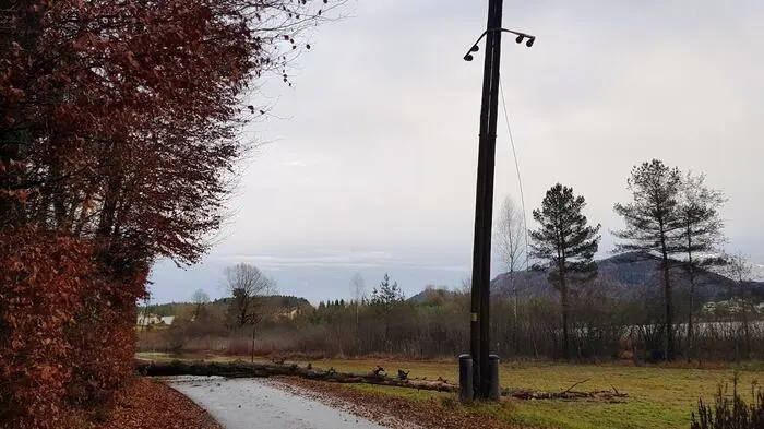 Ein Baum ist am Sonntag auf den Schedmaweg in St. Kanzian gefallen. Dabei riss er eine Stromleitung zu Boden.