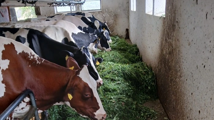 14 Rinder der Herde von Landwirtin und Züchterin Heidrun Ofner aus Kraubath sind durch Hundekot auf einer ihrer Wiesen mit einem gefährlichen Parasiten infiziert worden