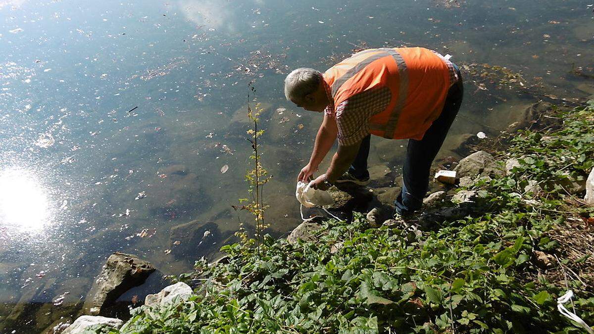 Die Schlangen wurden am Drauufer bei der Hollenburg ausgesetzt