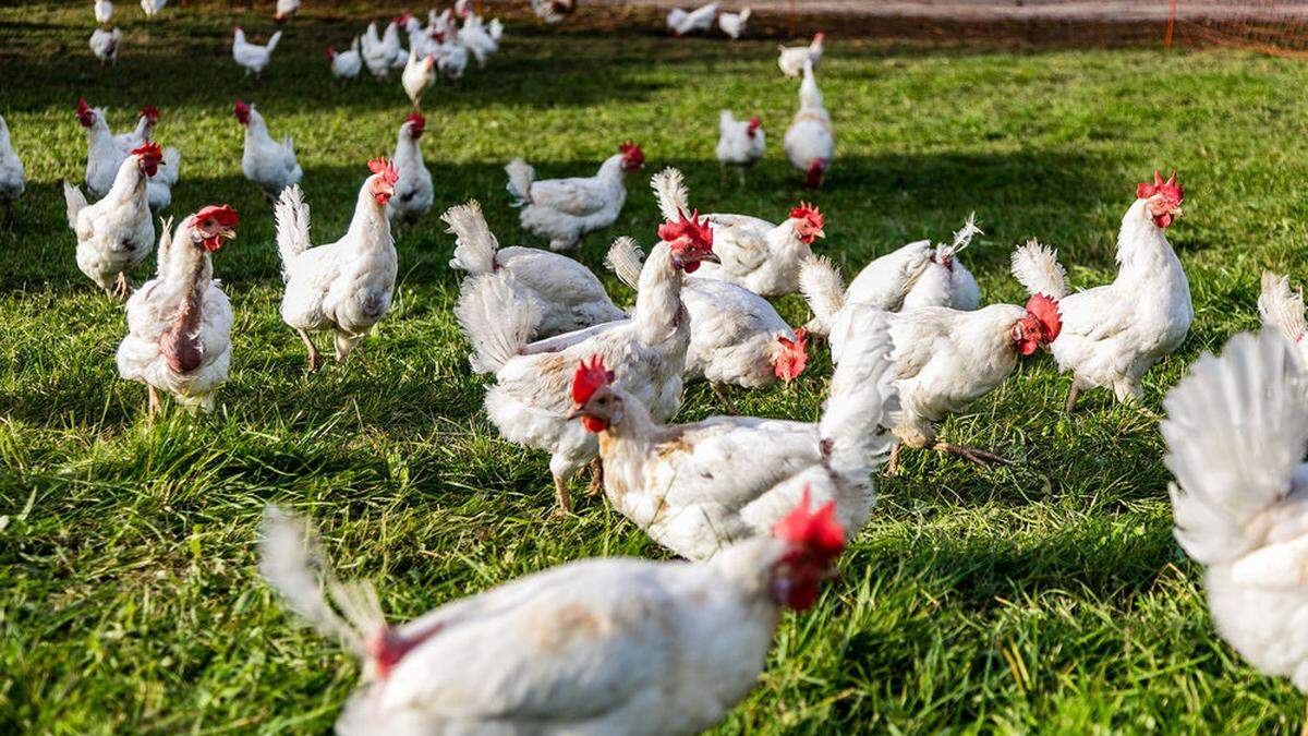 Die Tierretter von Gut Aiderbichl waren erschüttert, wie schlecht der Zustand einiger Biohühner war