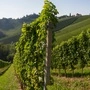 Der Ausblick auf den Weinjahrgang 2025 ist ein vielversprechender