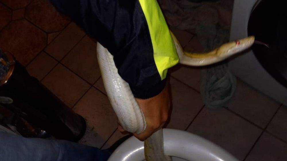 Die Schlange wurde aus einer Toilette geborgen