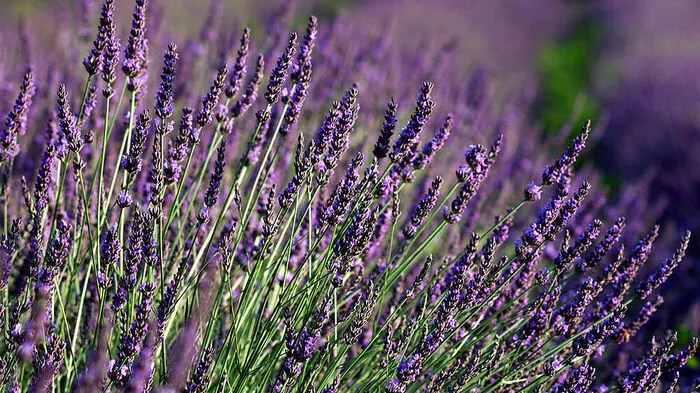 Mediterranes Flair im Garten: der Lavendel