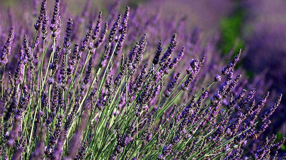 Mediterranes Flair im Garten: der Lavendel