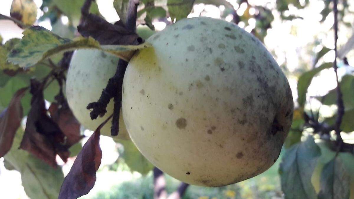 Dunkel verfärbter Apfel in einem Hausgarten