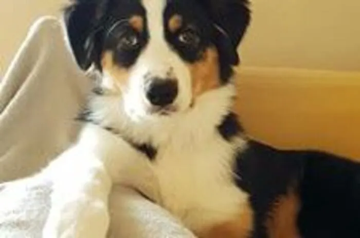 Die kleine "Juny" ist eine Australian Sheperd Hündin aus Kainach.