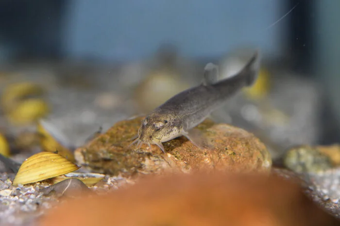 Von den etwa 14.000 Süßwasser-Fischarten weltweit lebt nur ein kleiner Teil in oft dunklen Höhlen: Der Fisch-Experte Jörg Freyhof vom Berliner Leibniz-Institut für Gewässerökologie und Binnenfischerei (IGB) geht von rund 280 Arten weltweit aus. Es gebe sie zum Beispiel in Australien, Madagaskar und vor allem in China. "Dort gibt es einen sehr alten und sehr großen Karst", sagte Freyhof. "Dort scheinen sehr günstige Bedingungen für Höhlenfische zu sein."