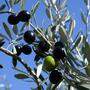 Der Olivenanbau könnte zukünftig zu einem Standbein der heimischen Landwirtschaft werden