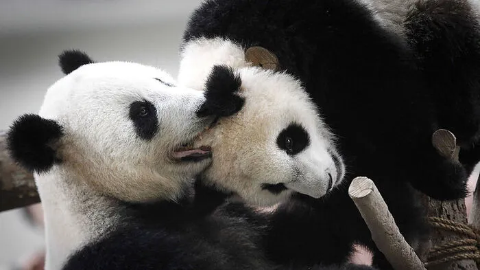 Nicht nur in Wien gibt es Panda-Freuden, auch in Kuala Lumpur gab es ein Panda-Ereignis. Dort feierte Panda-Dame Liang Liang mit ihrem Nachwuchs ihren 10. Geburtstag.
