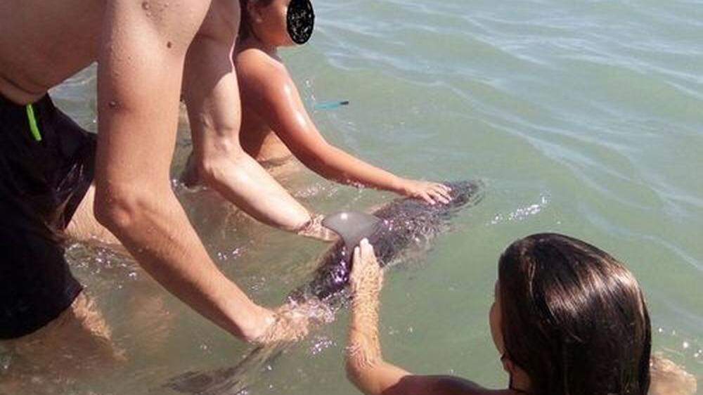 Zu Tode gesreichelt: Dieser Babydelfin starb ain einem Strand Südspaniens