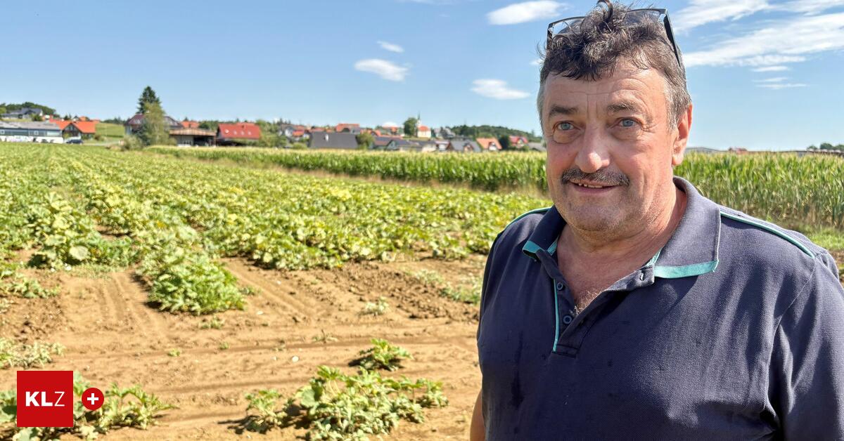 Pumpkin farmer: “I expect a loss of between 60 and 70 percent”
