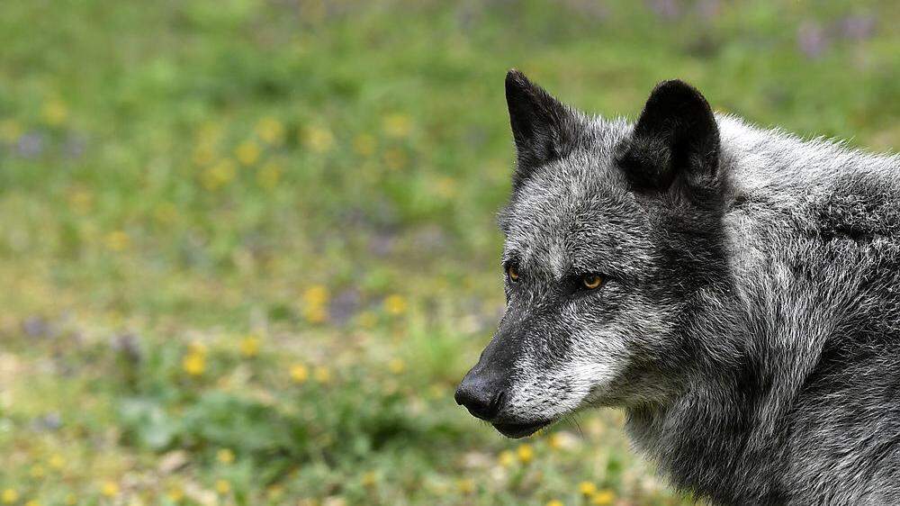 Ein Wolf sorgt in Hohenthurn für Verunsicherung bei Bürgern