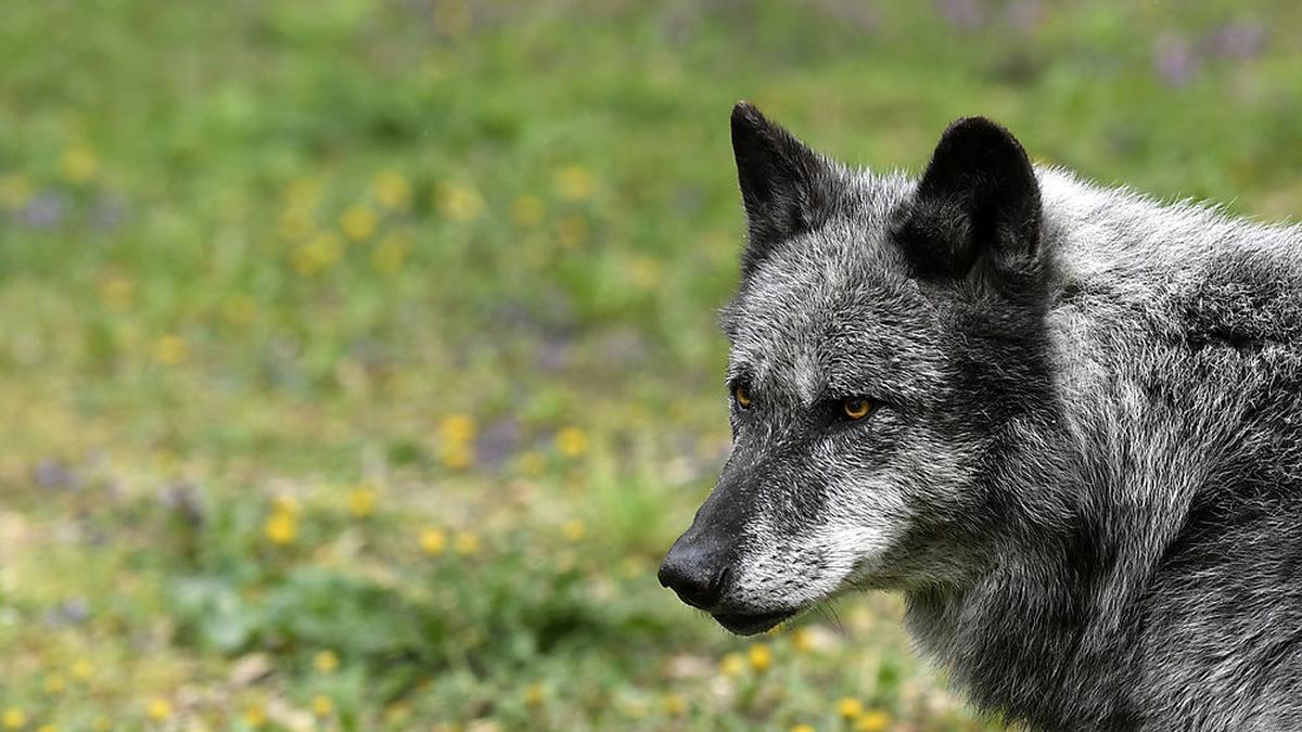 Ein Wolf sorgt in Hohenthurn für Verunsicherung bei Bürgern Ein Wolf sorgt in Hohenthurn für Verunsicherung bei Bürgern