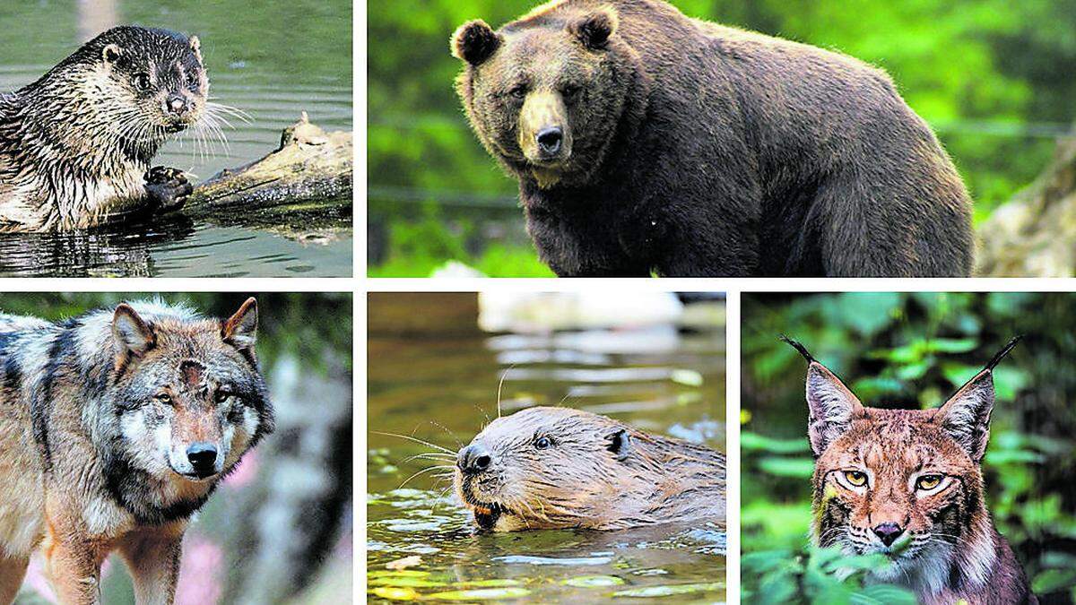 Österreichzentrum Bär, Luchs, Wolf nimmt nun Arbeit auf