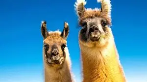 Antikörper in Lama entdeckt