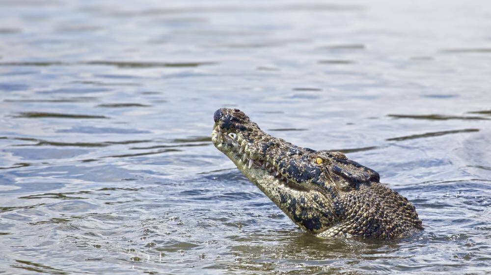 Das Krokodil attackierte den Bub im Wasser