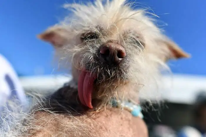 Josie, ein Chinesischer Schopfhund, nimmt auch teil und freut sich schon auf den Sieg!