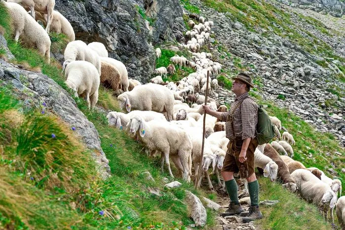 Schafzucht als Chance für die Landwirtschaft