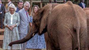  König Charles und Königin Camilla beim Besuch eines Schutzzentrums für verwaiste Elefanten in Nairobi