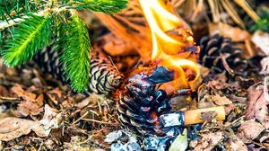 Eine in einem Wald weggeworfene Zigarette löst einen Brand aus