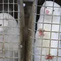 Aus für Nerz-Farmen in den Niederlanden: Das Verbot sollte erst 2024 in Kraft treten - nun kommt es durch Covid schon früher