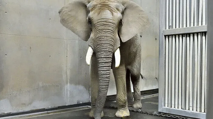 Shaka