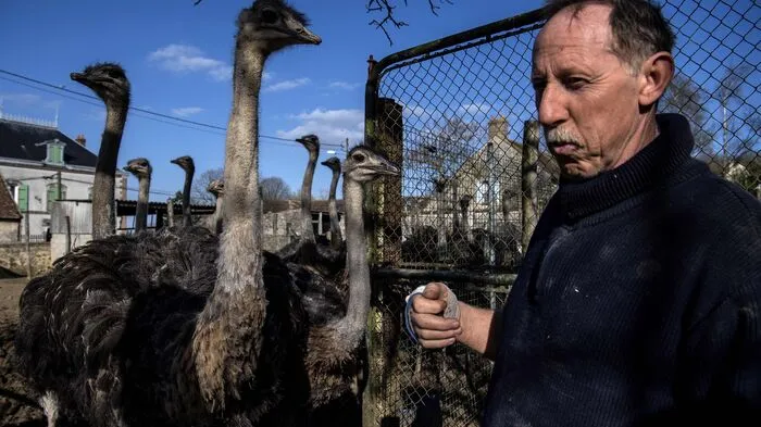 Straußenzüchter Emmanuel Robert hat den großen Laufvögeln sein Leben verschrieben. Seit 30 Jahren züchtet er Strauße und verkauft Fleisch, Eier und sogar selbst gemachte Seifen.