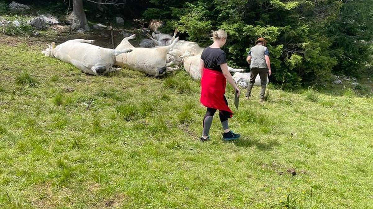 Die Rinder wurden auf der Obiralm durch einen Blitz getötet