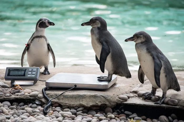 ... bis zu den Pinguinen müssen fast alle im Lauf des Jahres auf die Waage und an die Messlatte.