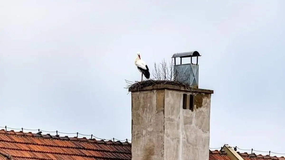 Anfang Februar wurde der Storch auf der Schule fotografiert