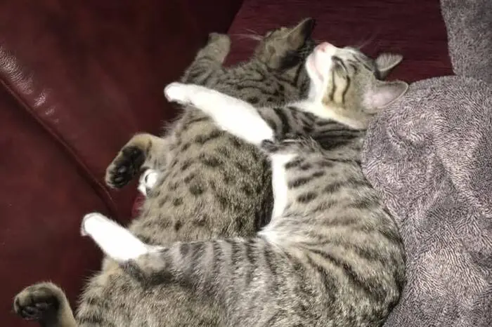 Bud und Spencer beim kuscheln ...